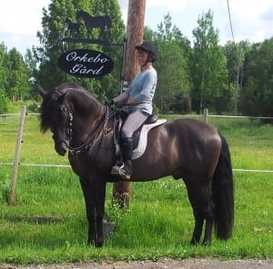 classical dressage horse back ridning in spain and sweden