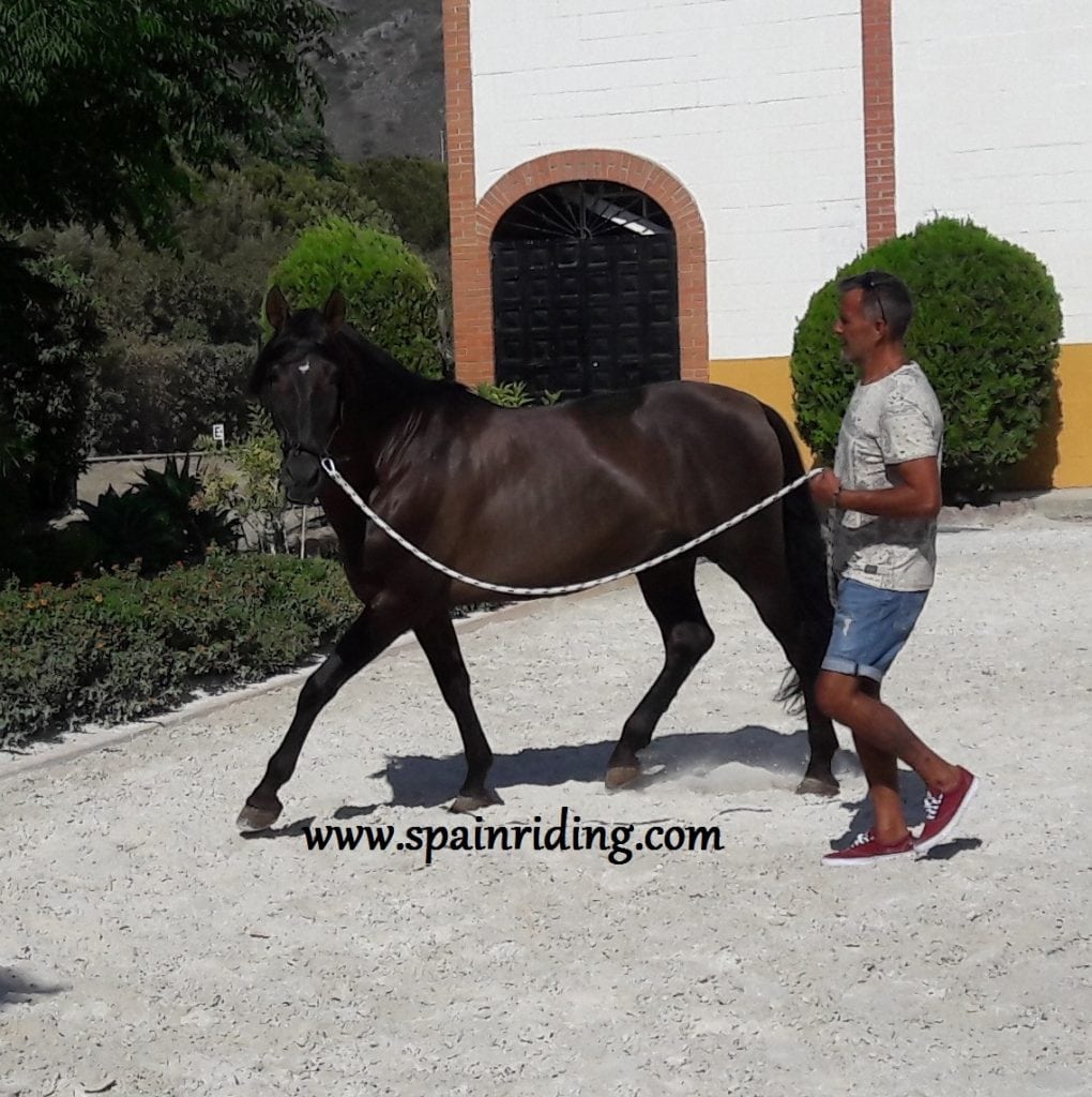 Marbella Natural Horsemanship